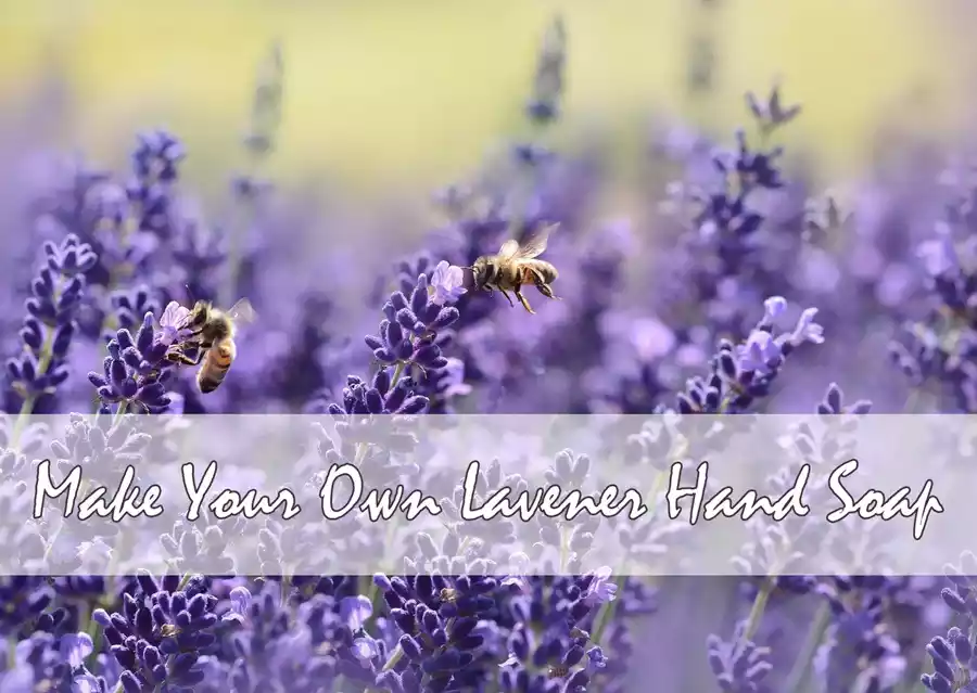 make your own lavender hand soap